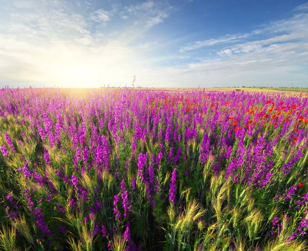 Луг весенних фиолетовых цветов — стоковое фото