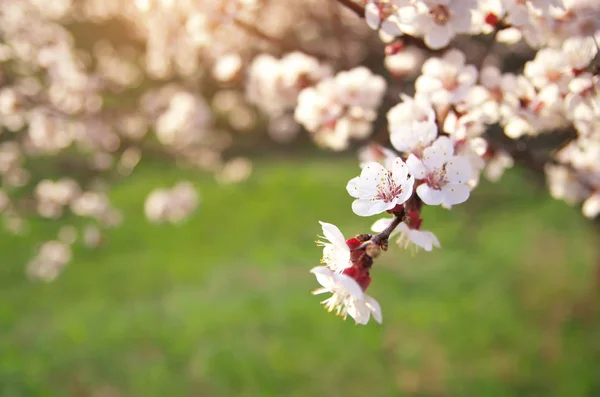 Frühlingsblumen am Baum. — Stockfoto