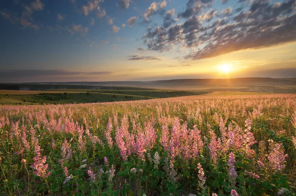 Frühlingswiese der Blumen. — Stockfoto