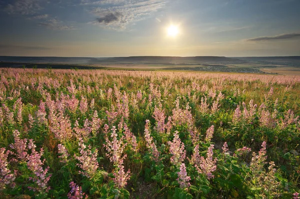 Frühlingswiese der Blumen. — Stockfoto