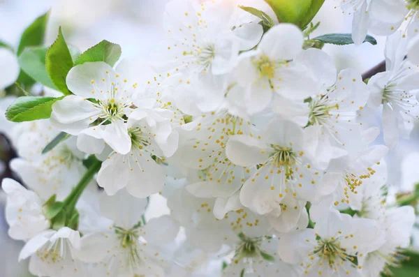 Ağaç bahar çiçekleri. — Stok fotoğraf