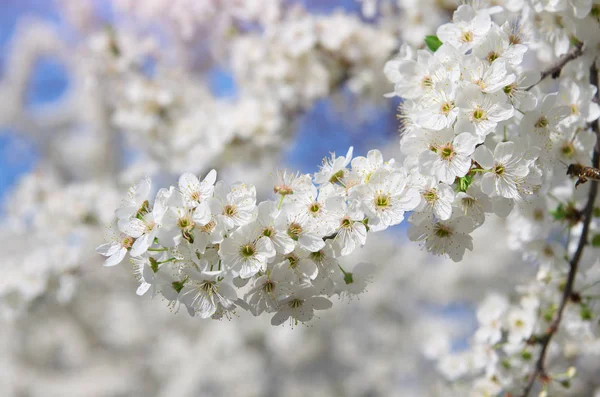 Fiori primaverili sull'albero . — Foto Stock