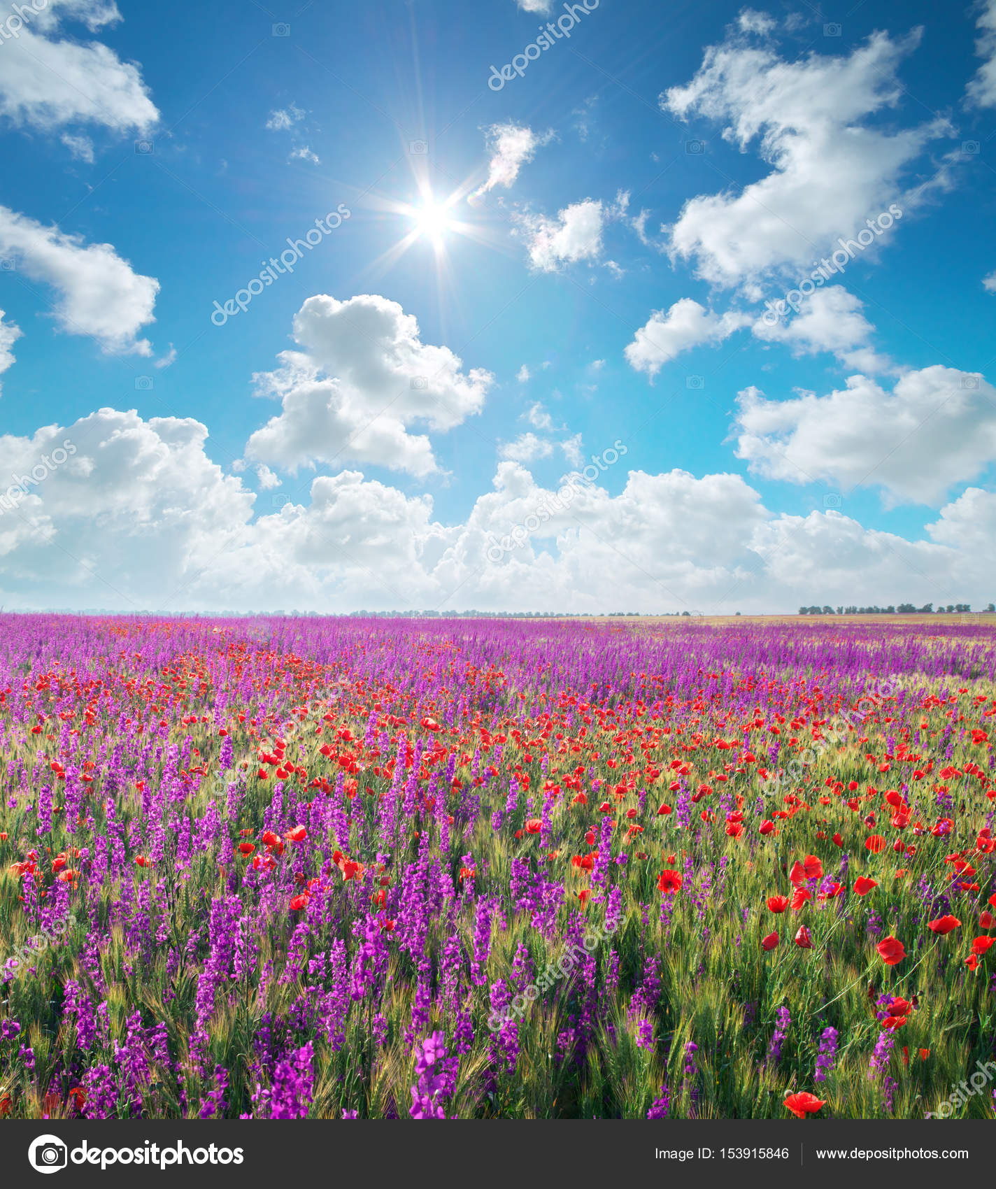 Prato di fiori di primavera viola — Foto Stock © zatvor #153915846 Prato di fiori di primavera viola — Foto Stock © zatvor #153915846