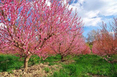 Çiçek Bahçesi Bahçe bahar.