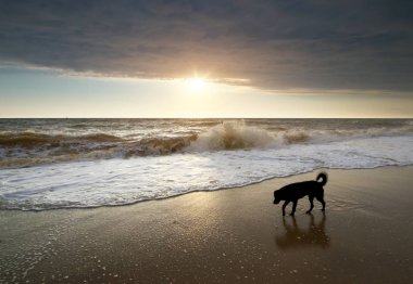 Köpek sahilde yürüyor..