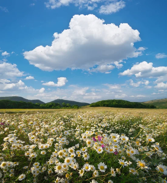 Frühlingsblumen auf der Wiese. — Stockfoto