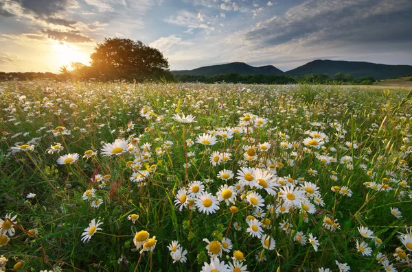 Spring daisy flowers  in meadow. — Stock Photo, Image