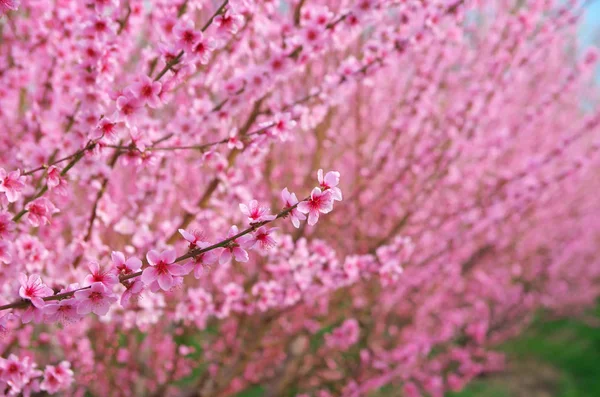 Frühling violette Blüten — Stockfoto