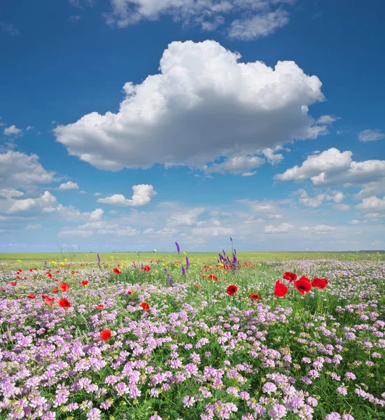 Flores da primavera em Meadow . — Fotografia de Stock