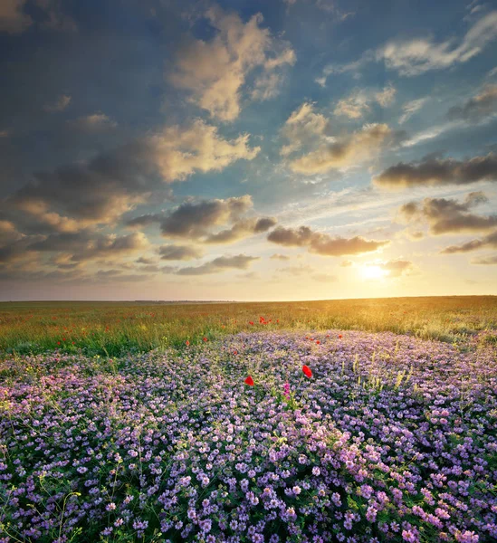 Frühlingsblumen auf der Wiese. — Stockfoto