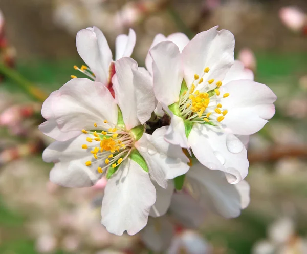 Voorjaar bloem op boom. — Stockfoto