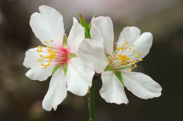 Voorjaar bloem op boom. — Stockfoto