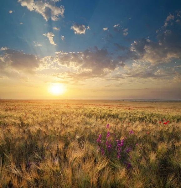 Weizenwiese bei Sonnenuntergang. — Stockfoto