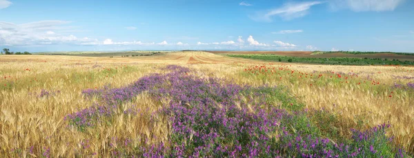 Louce pšenice panorama a divokých květin — Stock fotografie