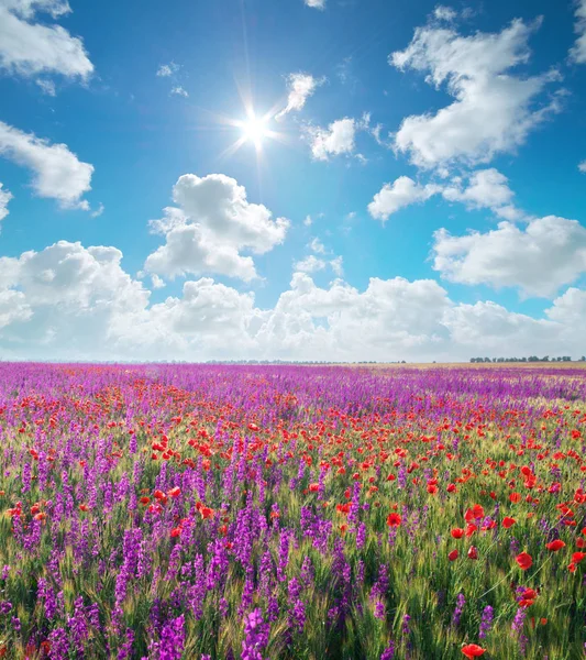 春の紫の花の草原. — ストック写真