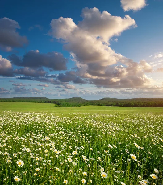 Flores de margarita de primavera — Foto de Stock