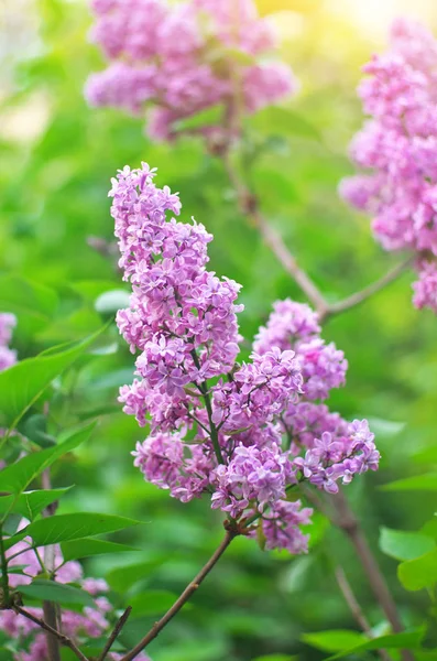 Flower of a lilac. — Stock Photo, Image