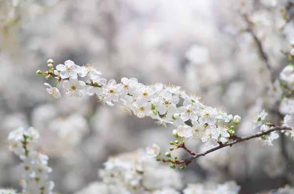 春の木の花. — ストック写真