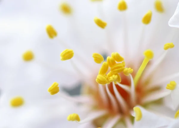 春花マクロ — ストック写真