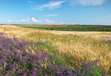 Çayır buğday panorama ve kır çiçekleri