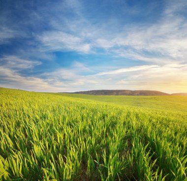 Sunrise konservesi çayırda. 