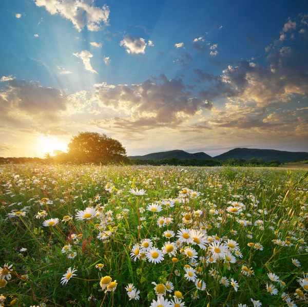 Flores de margarita de primavera en el prado . — Foto de Stock