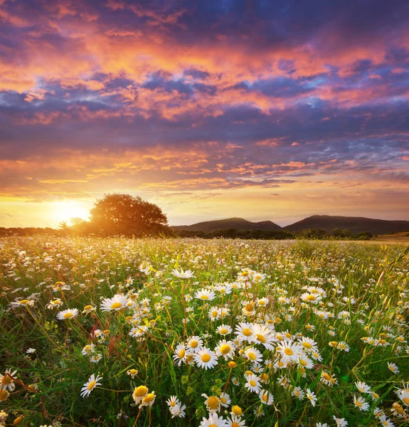 Daisy Lentebloemen in weide. — Stockfoto