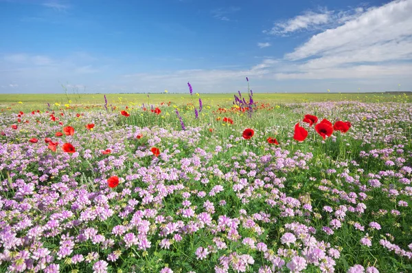 Flores da primavera em Meadow . — Fotografia de Stock