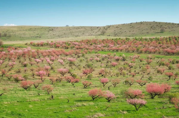 Orchard çiçek açan ağaçlar. — Stok fotoğraf