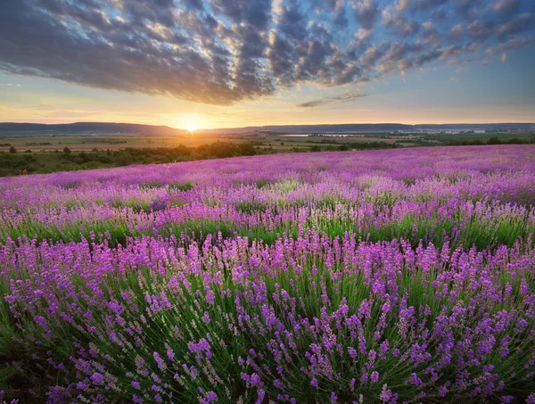 Prato di lavanda . — Foto Stock