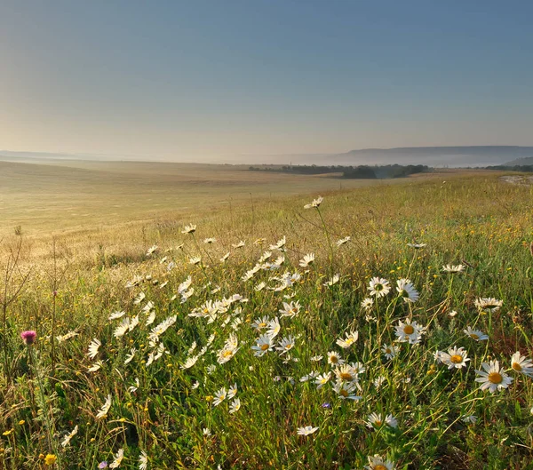 Jarní květy sedmikráska v louce. — Stock fotografie