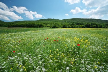 Bahar çayır çiçek.