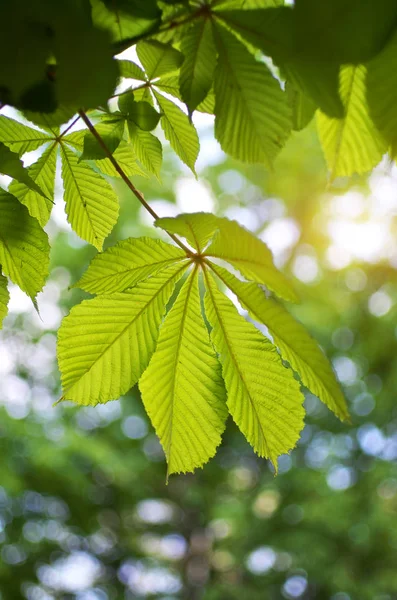 Lente blad van kastanje. — Stockfoto