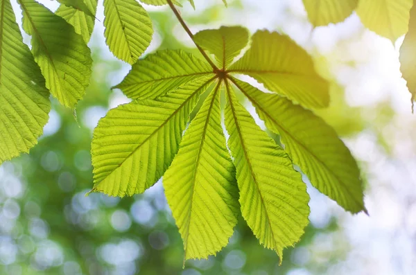 Lente blad van kastanje. — Stockfoto