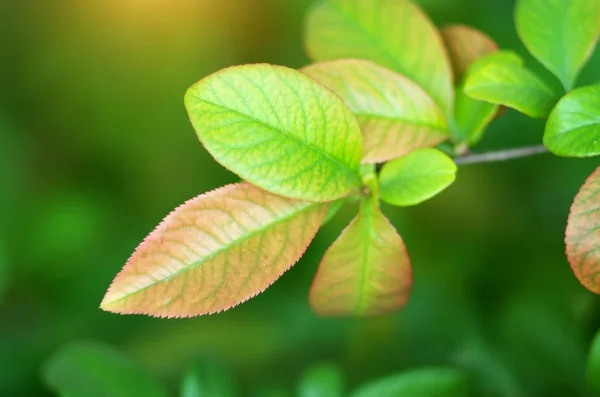 Primavera folha natureza . — Fotografia de Stock