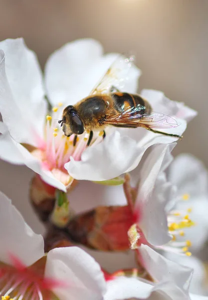 白い花に蜂. — ストック写真