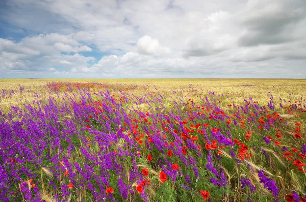 Prado de flores de primavera de trigo — Fotografia de Stock