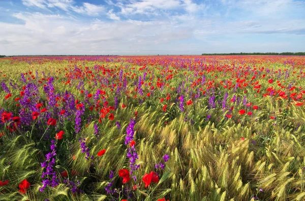 Prato di grano e papaveri . — Foto Stock