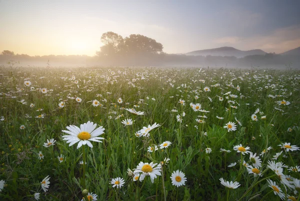 Flores Margarida Primavera Motning Prado Nebuloso Lindas Paisagens — Fotografia de Stock