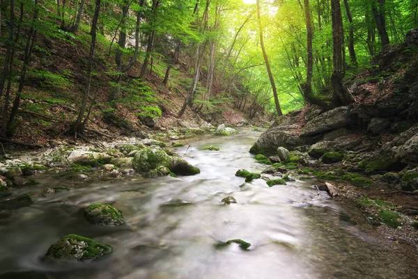 Fluss tief im Wald. — Stockfoto
