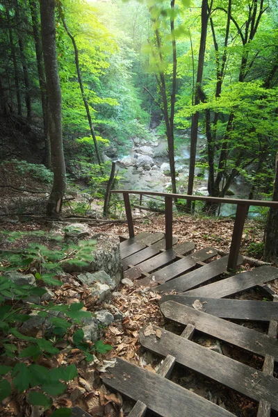 Schody do lesa. — Stock fotografie