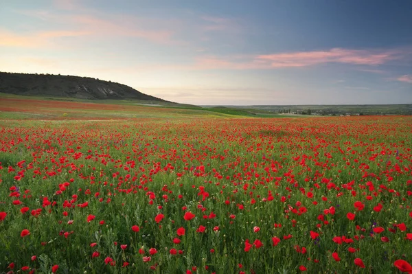 Haşhaş çayır manzara. — Stok fotoğraf