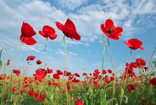 In papavers veld. — Stockfoto