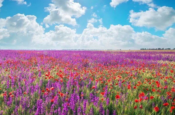 草地上的紫罗兰色的春天的花朵. — 图库照片