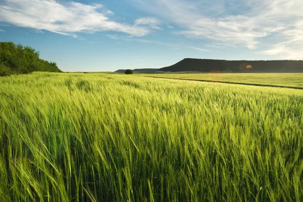 Луг пшеницы . — стоковое фото