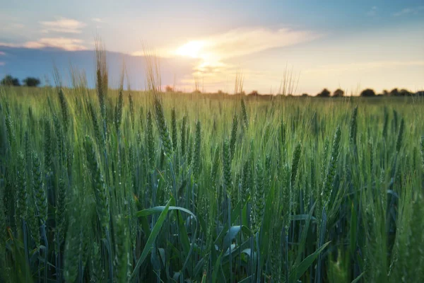 Meadow of wheat on sundown. — Stock Photo, Image