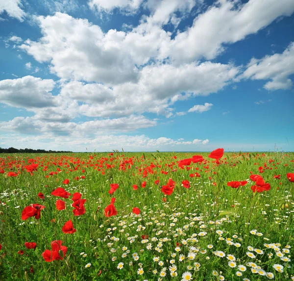 Daisy och poppies våren äng. — Stockfoto