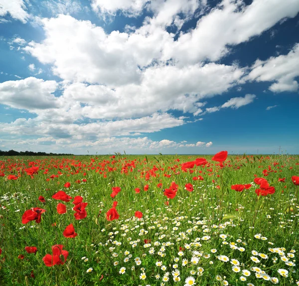 Marguerite et coquelicots prairie de printemps . — Photo