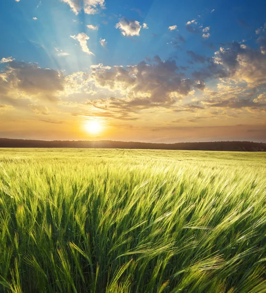 Meadow of wheat — Stock Photo, Image