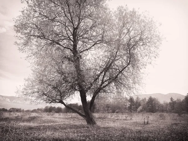 Çayırda yalnız ağaç — Stok fotoğraf